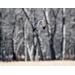 Giclee print of a northern harrier flying above a field with a forest in the background.  Limited edition at Cove Creek Photography.